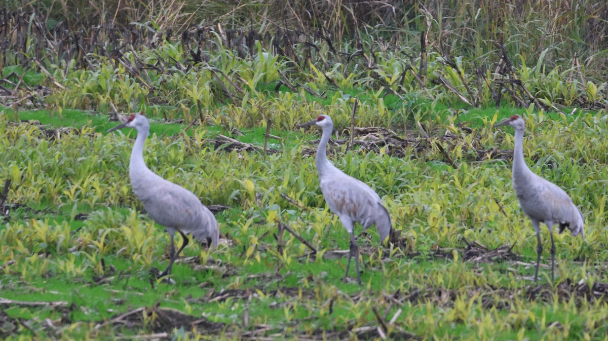 Sandhill Crane - ML646513527