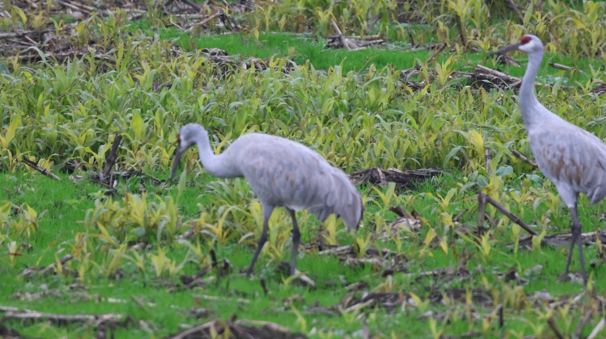 Sandhill Crane - ML646513528
