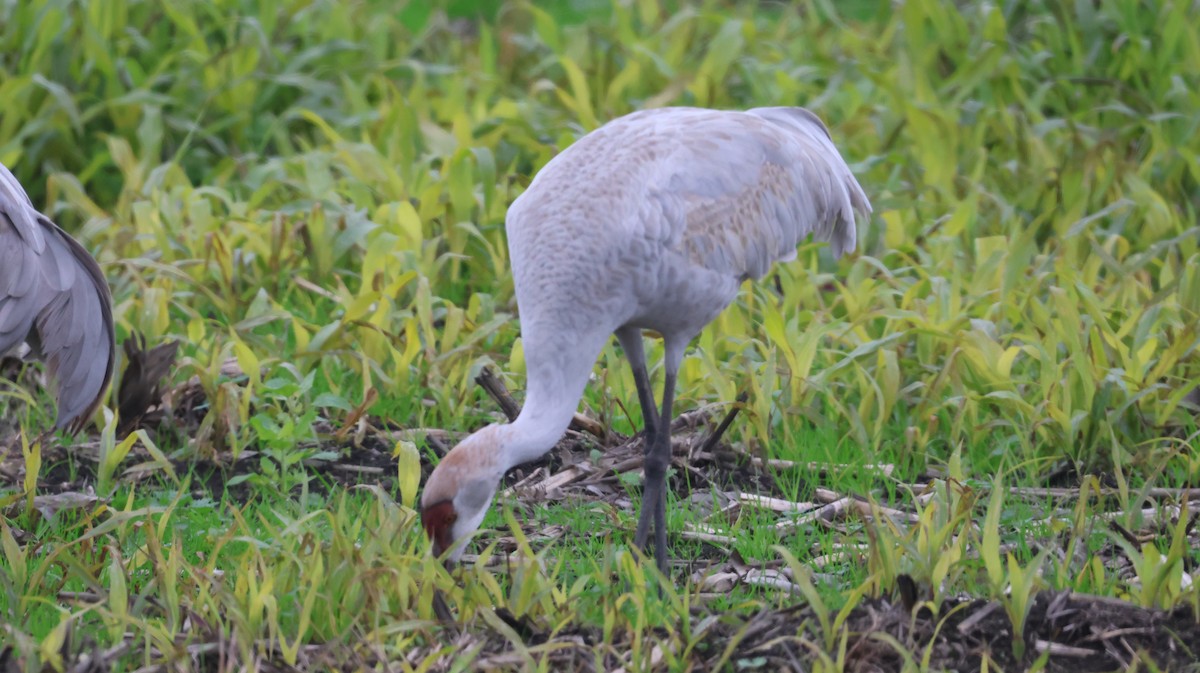 Sandhill Crane - ML646513529