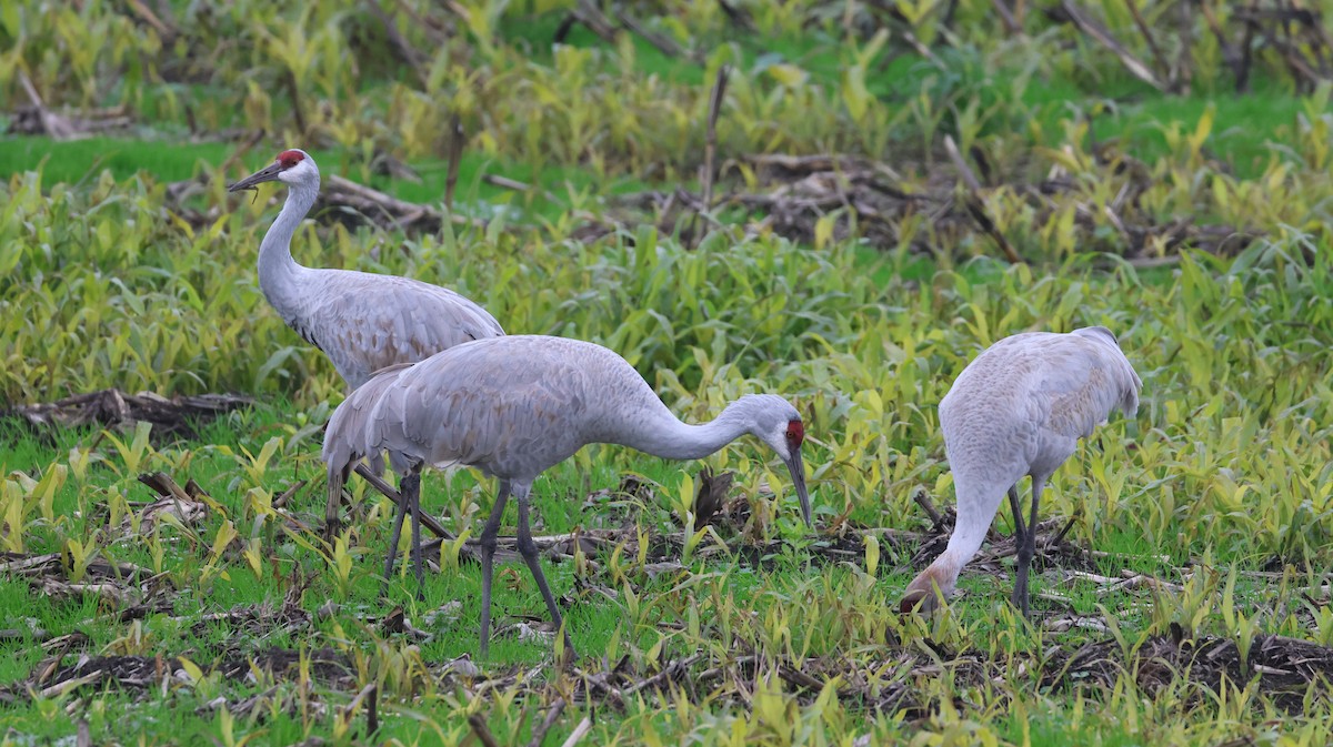Sandhill Crane - ML646513530