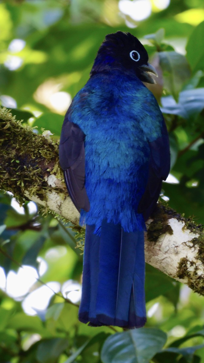 Green-backed Trogon - ML646513534