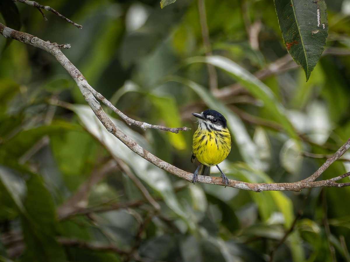 Painted Tody-Flycatcher - ML646513539