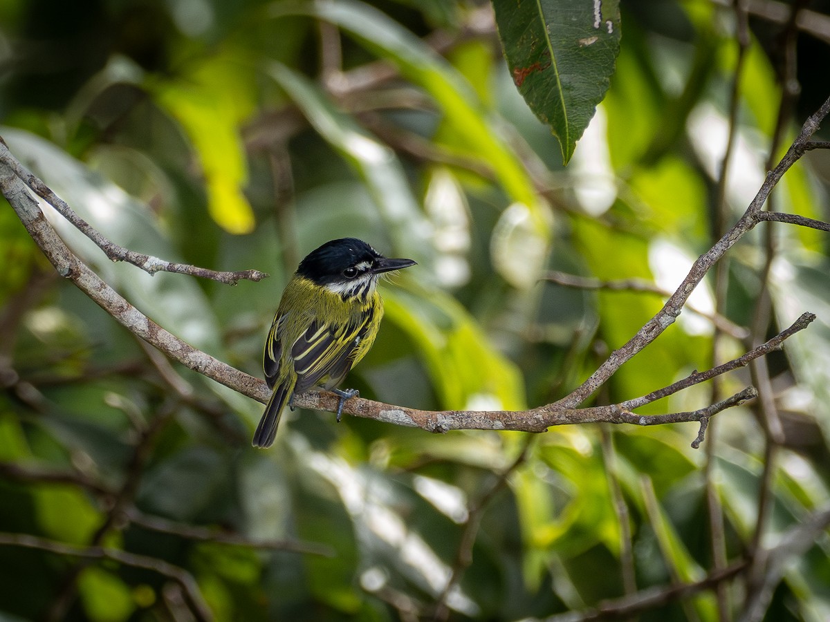 Painted Tody-Flycatcher - ML646513540