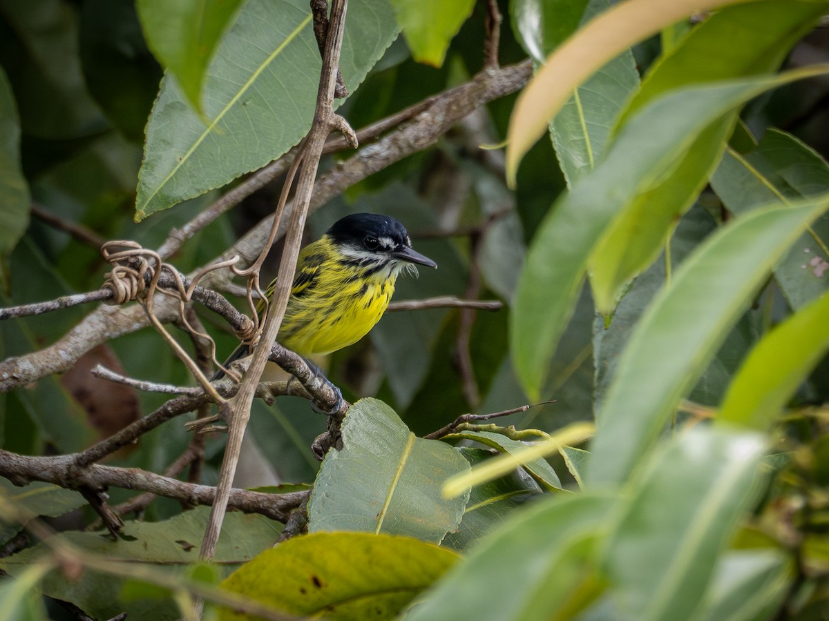 Painted Tody-Flycatcher - ML646513541