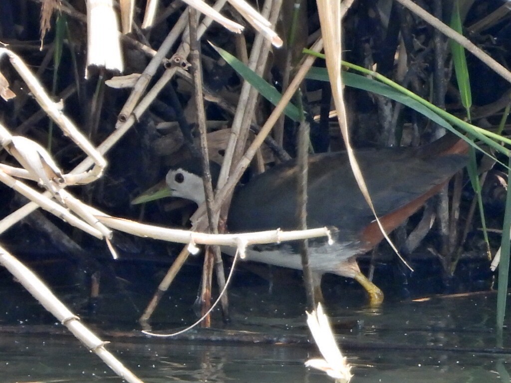 chřástal běloprsý - ML646513543