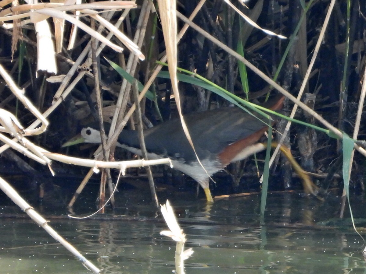 chřástal běloprsý - ML646513544