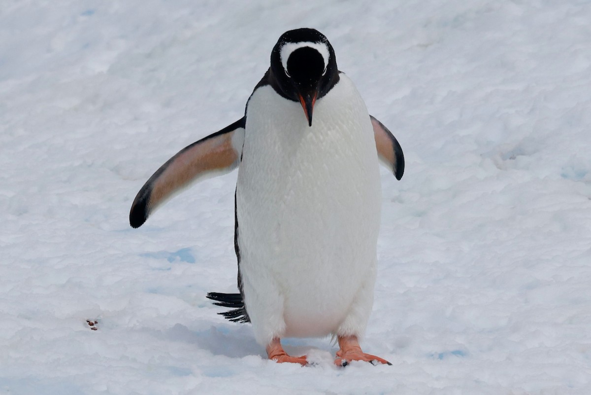 Gentoo Penguin - ML646513546