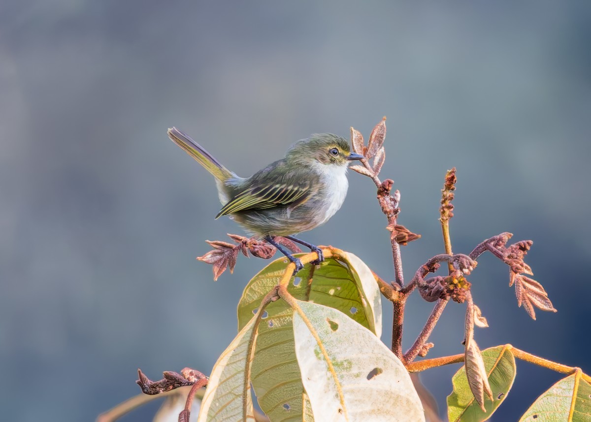 Choco Tyrannulet - ML646513548