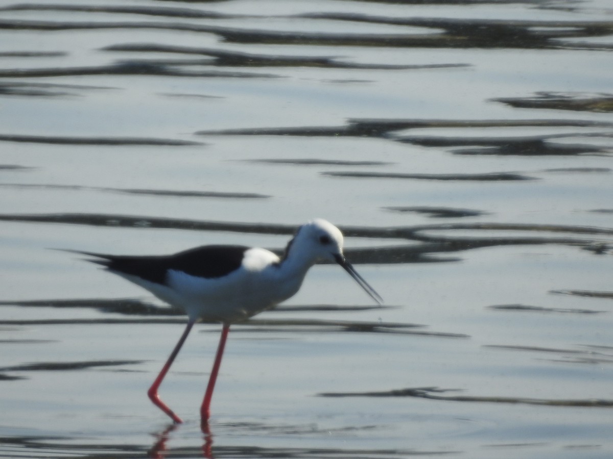 Мородунка - ML646513549