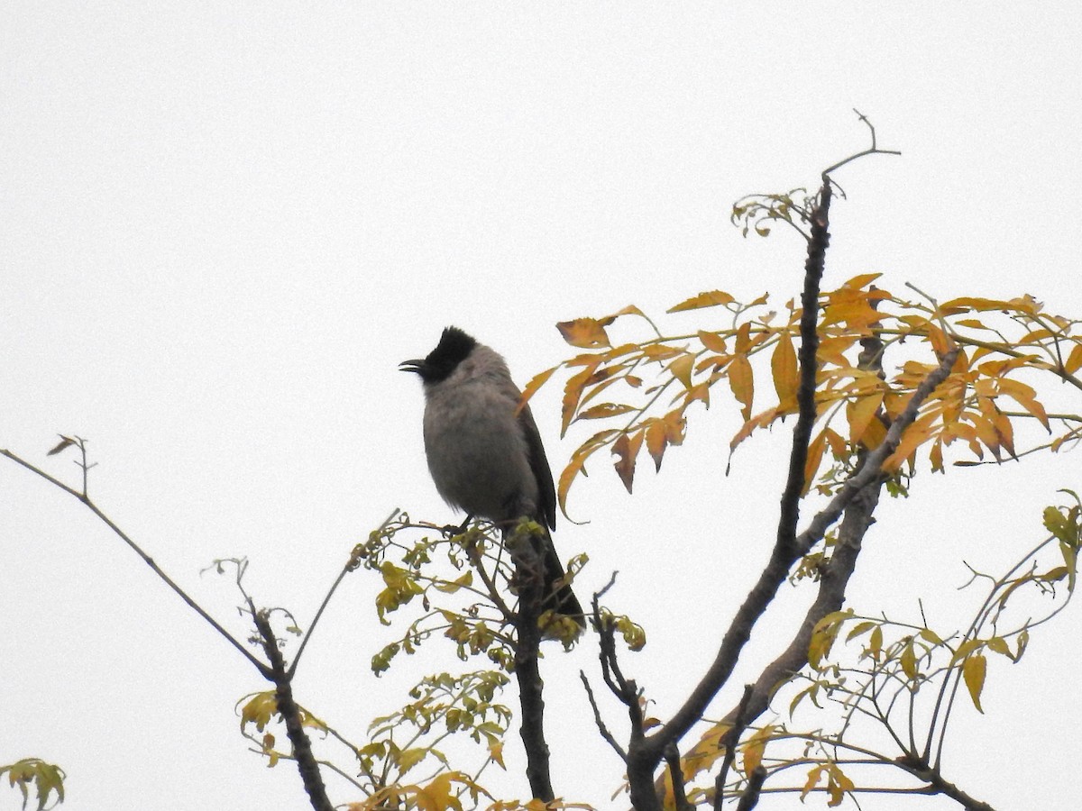 白喉紅臀鵯 - ML646513557