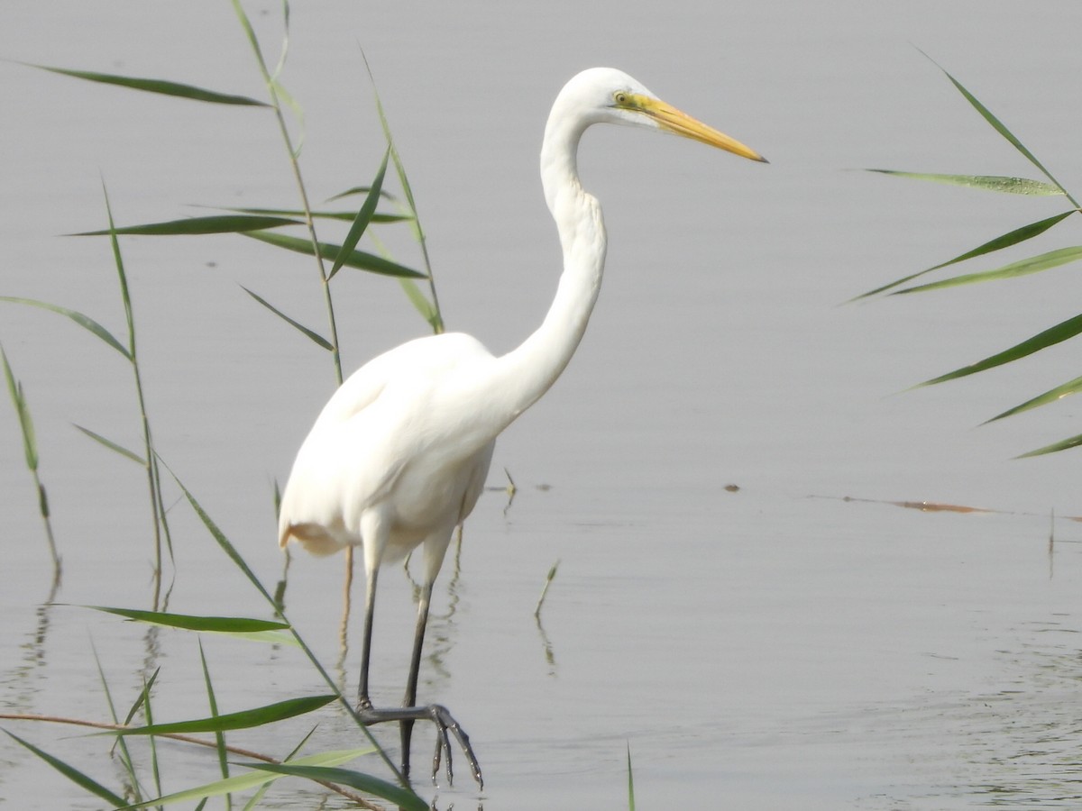 volavka bílá - ML646513563