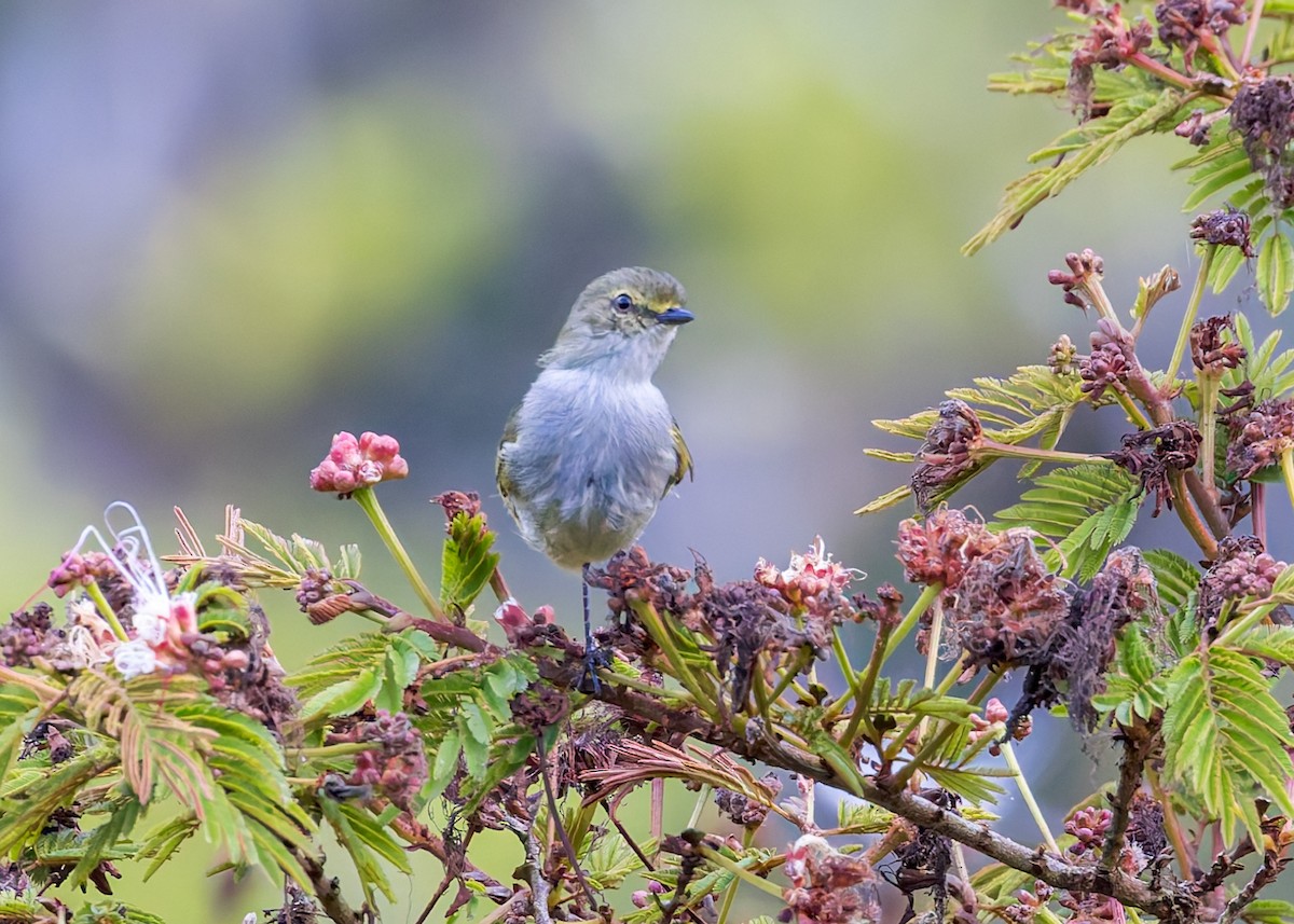 Choco Tyrannulet - ML646513568