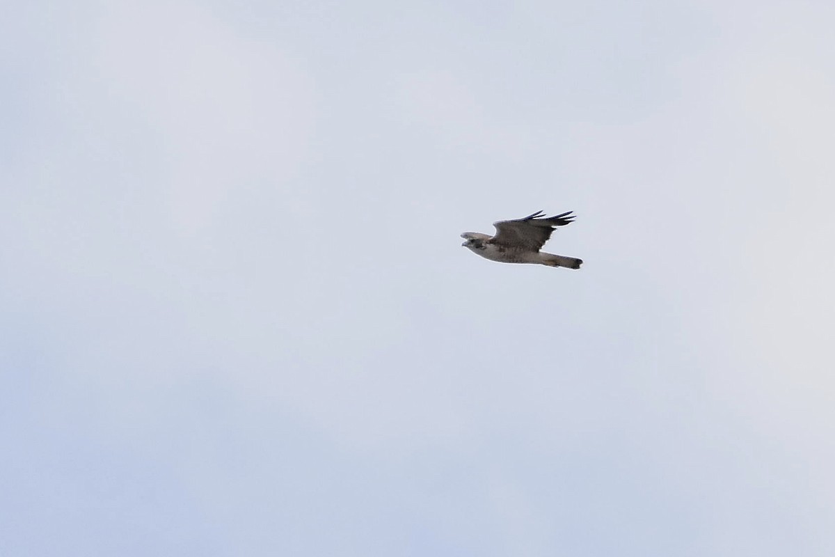 Variable Hawk - ML646513570