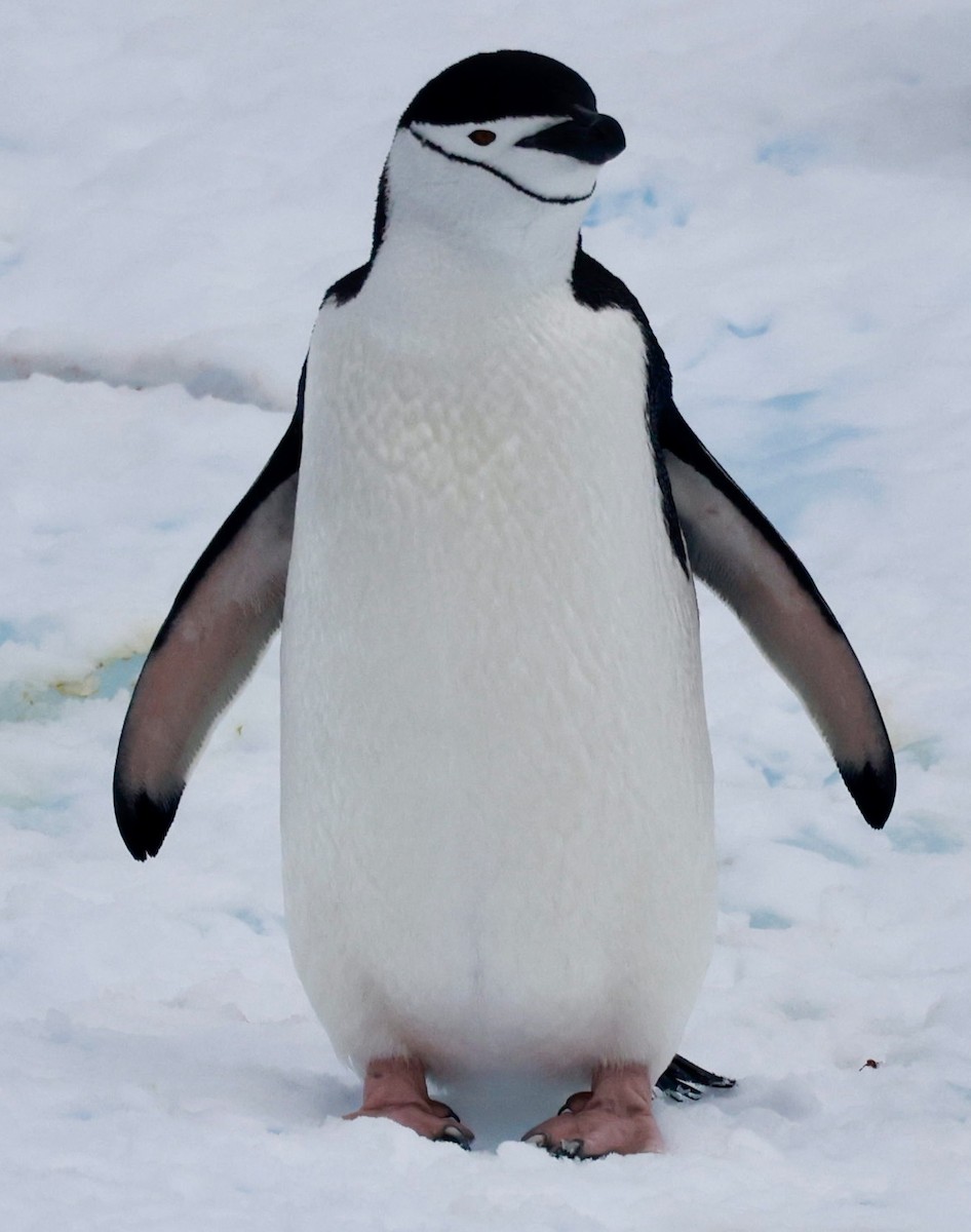 Chinstrap Penguin - ML646513571
