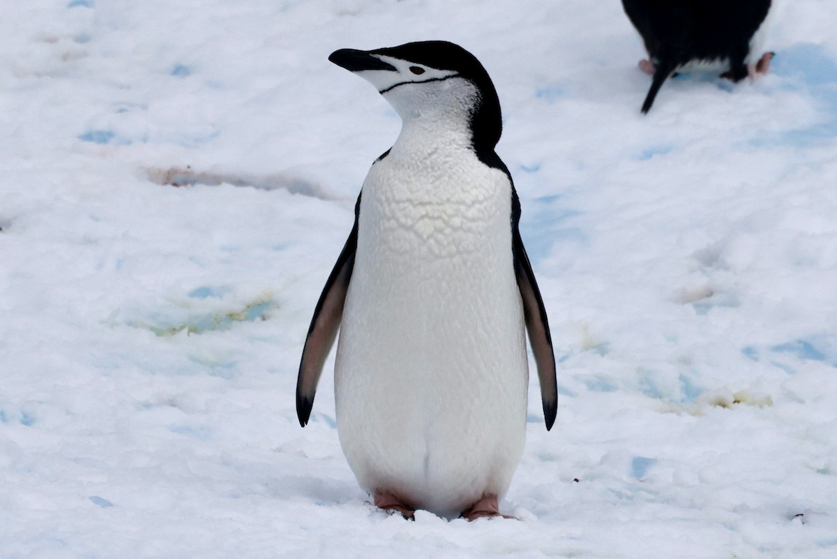 Chinstrap Penguin - ML646513572