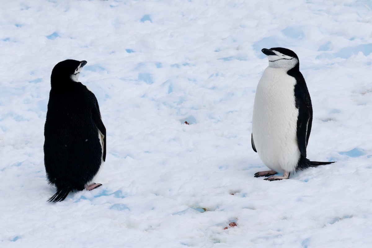 Chinstrap Penguin - ML646513573