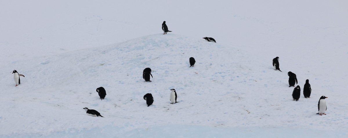 Chinstrap Penguin - ML646513574