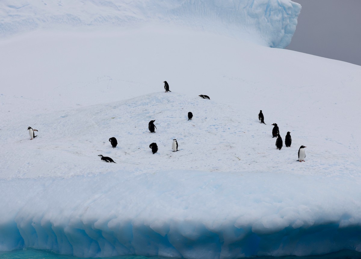 Chinstrap Penguin - ML646513575