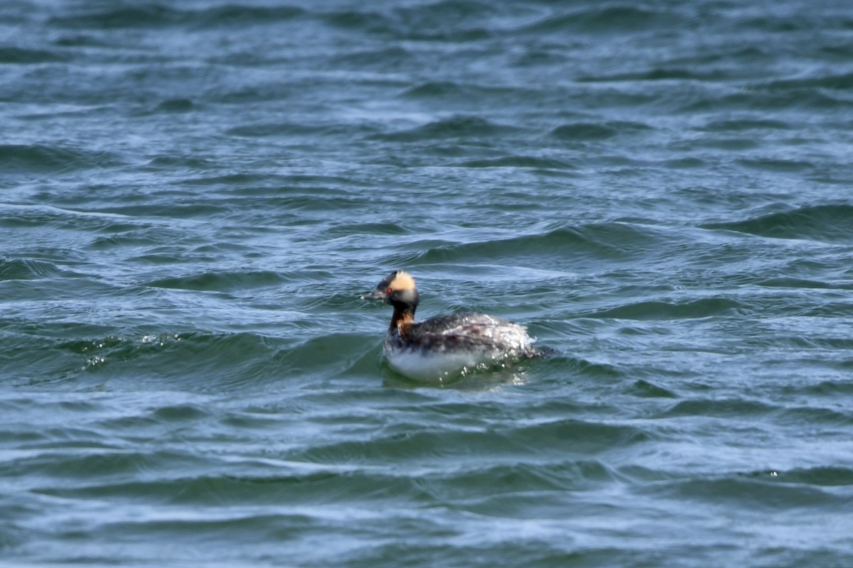 horndykker - ML646513578