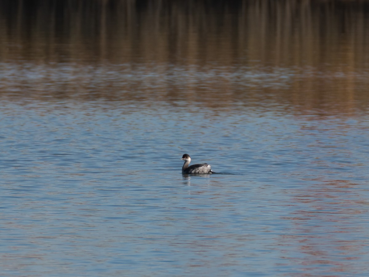 Grèbe à cou noir - ML646513579