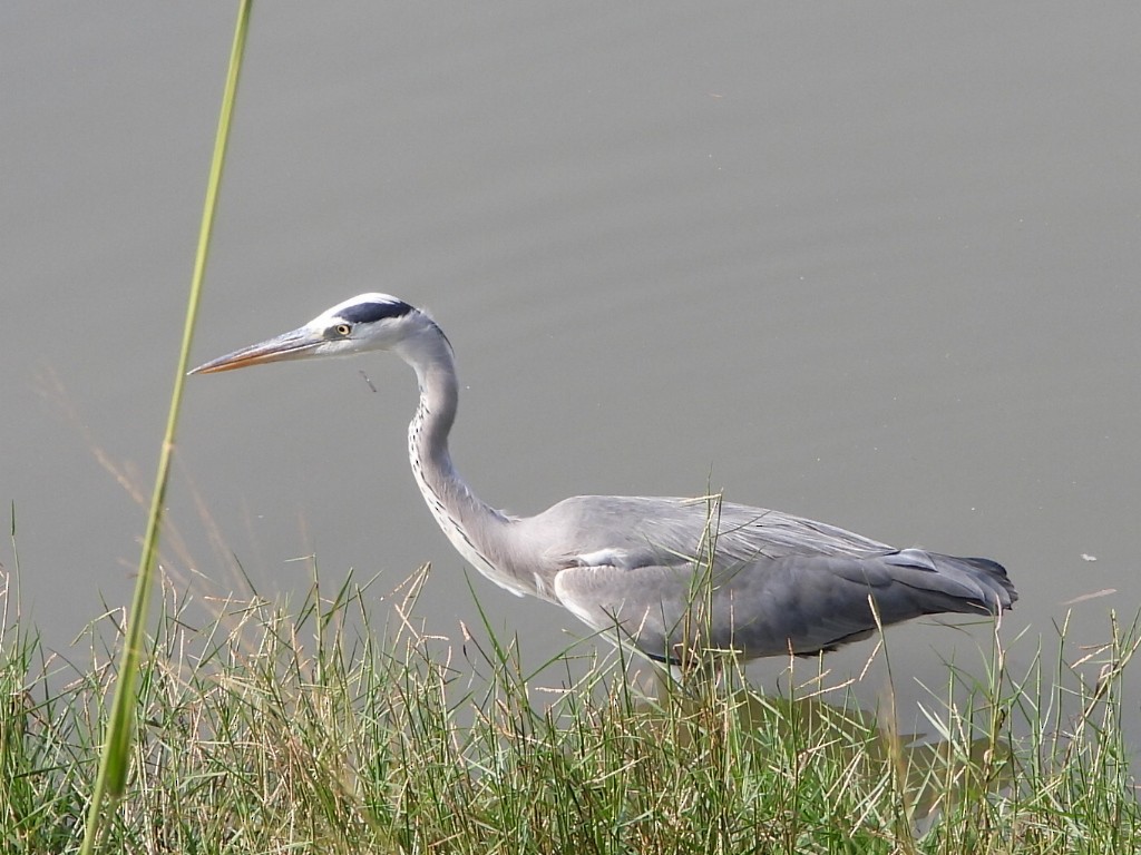 volavka popelavá - ML646513580