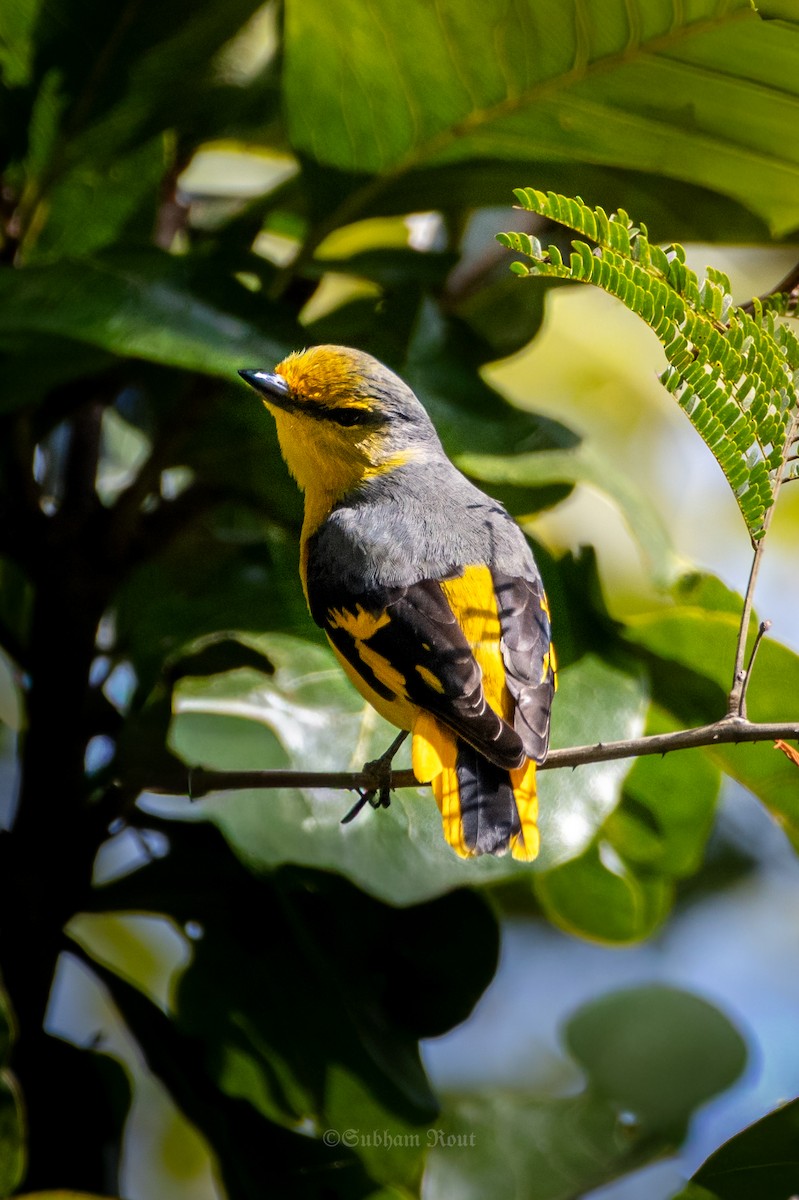 Scarlet Minivet - ML646513584