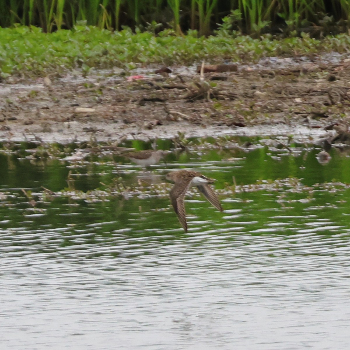 Савар элсэг - ML646513585