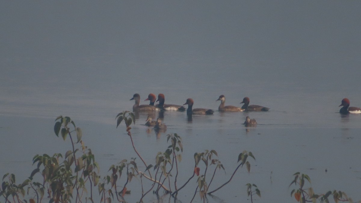 zrzohlávka rudozobá - ML646513586