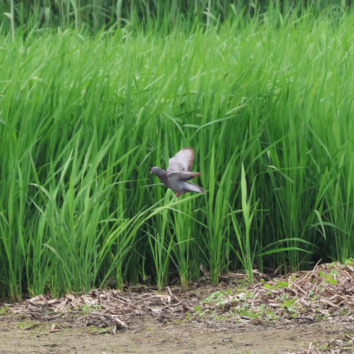 יונת בית - ML646513589