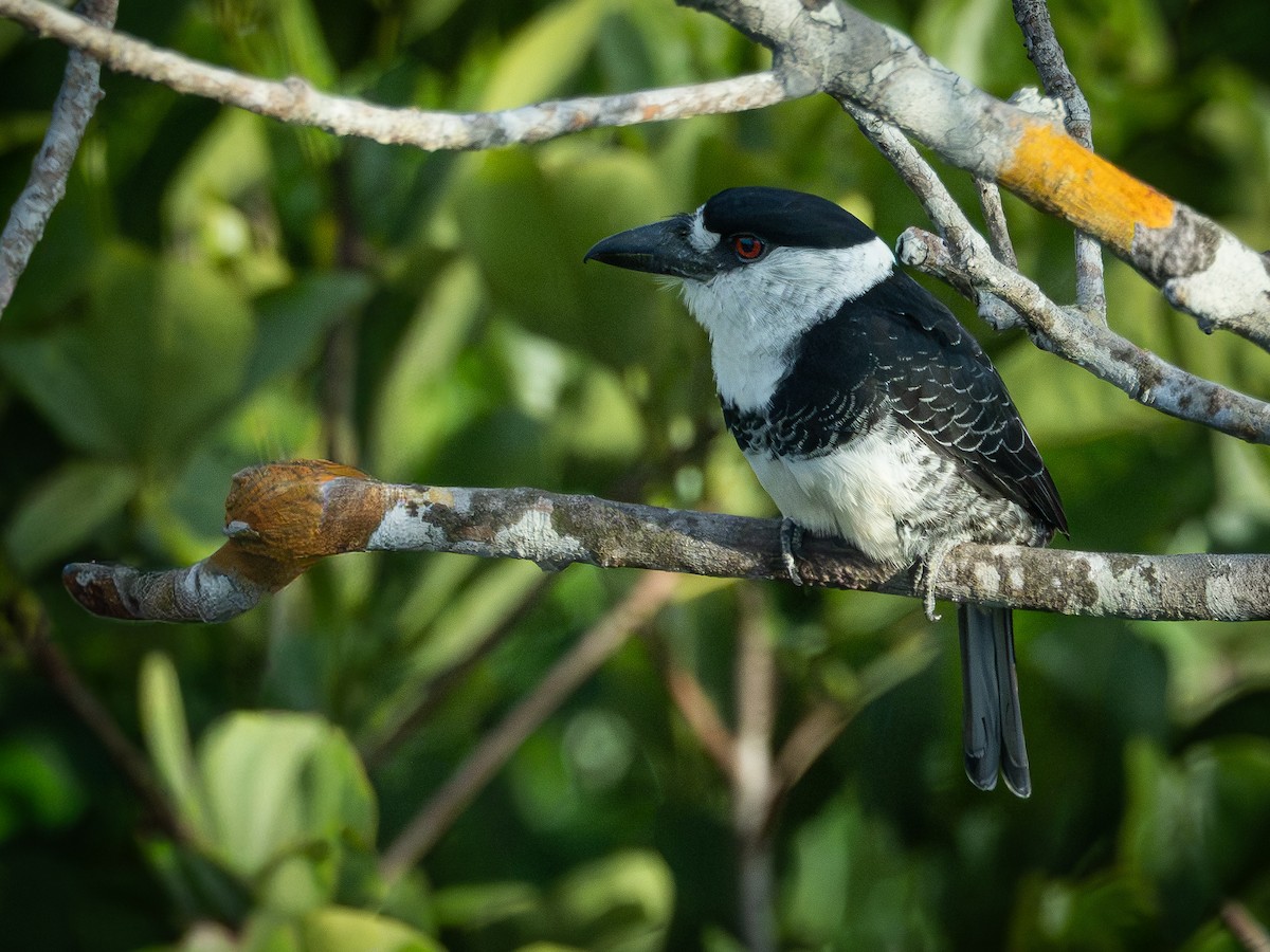 Guianan Puffbird - ML646513590