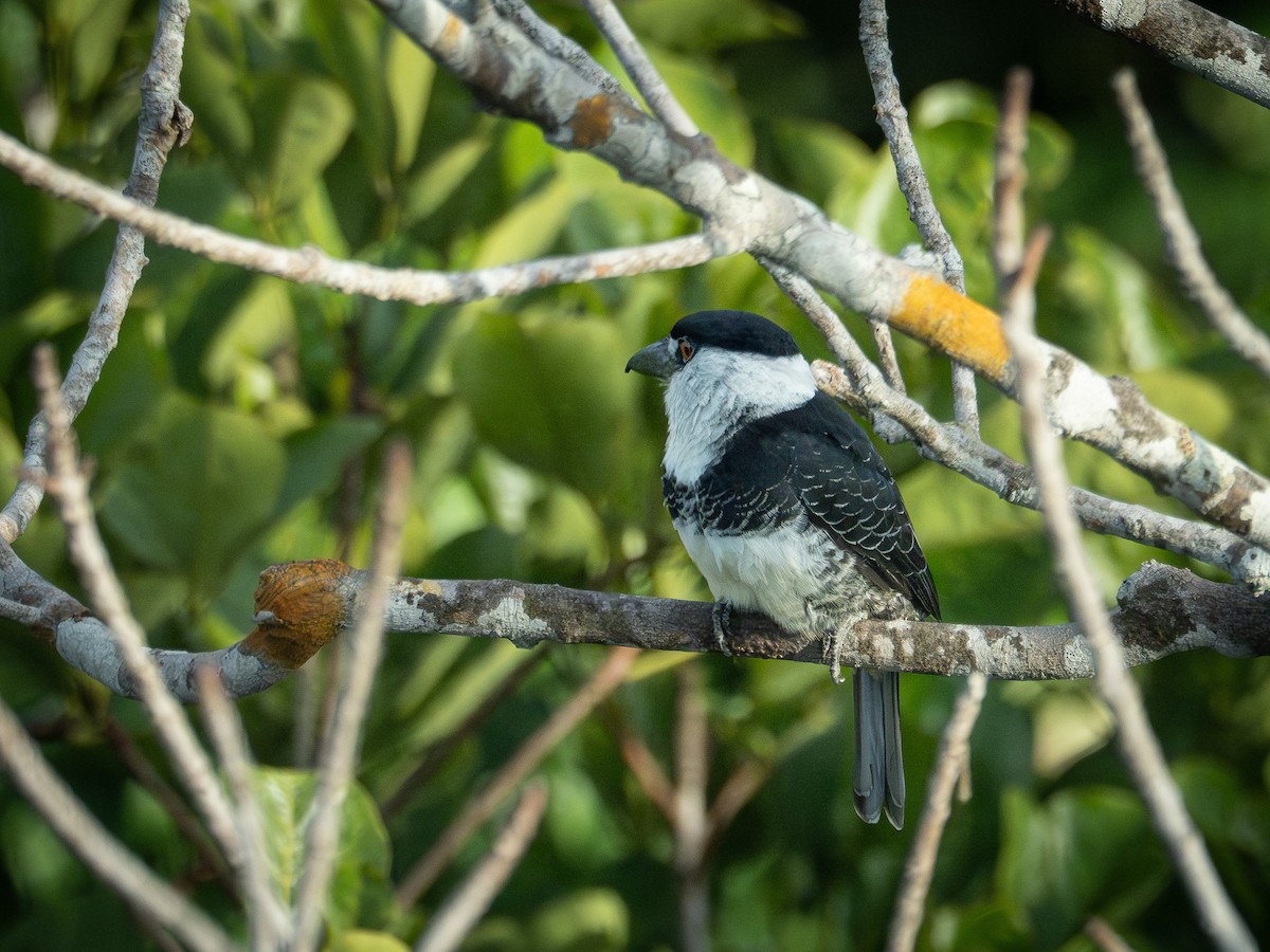 Guianan Puffbird - ML646513591