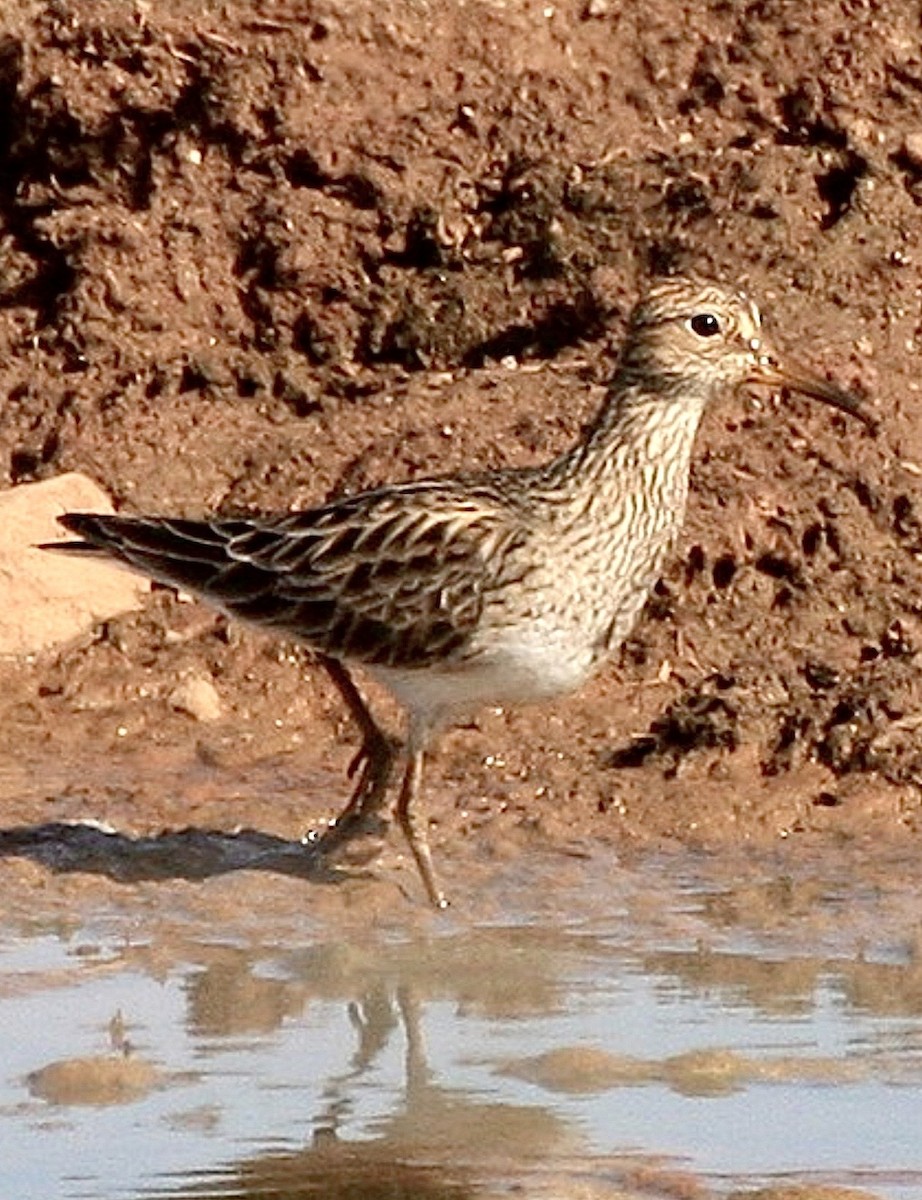 jespák skvrnitý - ML646513592