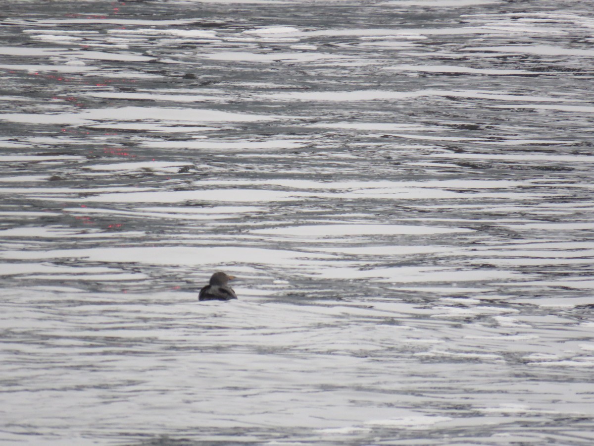 Rhinoceros Auklet - ML646513593