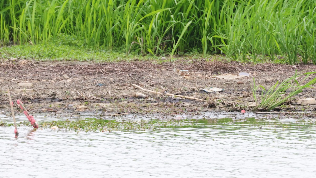 Нарийн хиазат - ML646513594