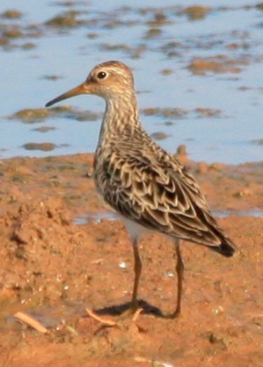 jespák skvrnitý - ML646513595