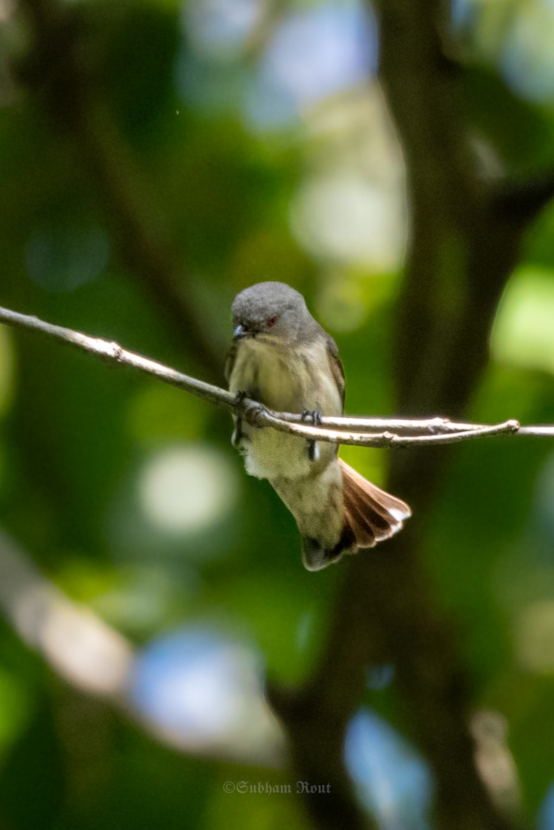Thick-billed Flowerpecker - ML646513599