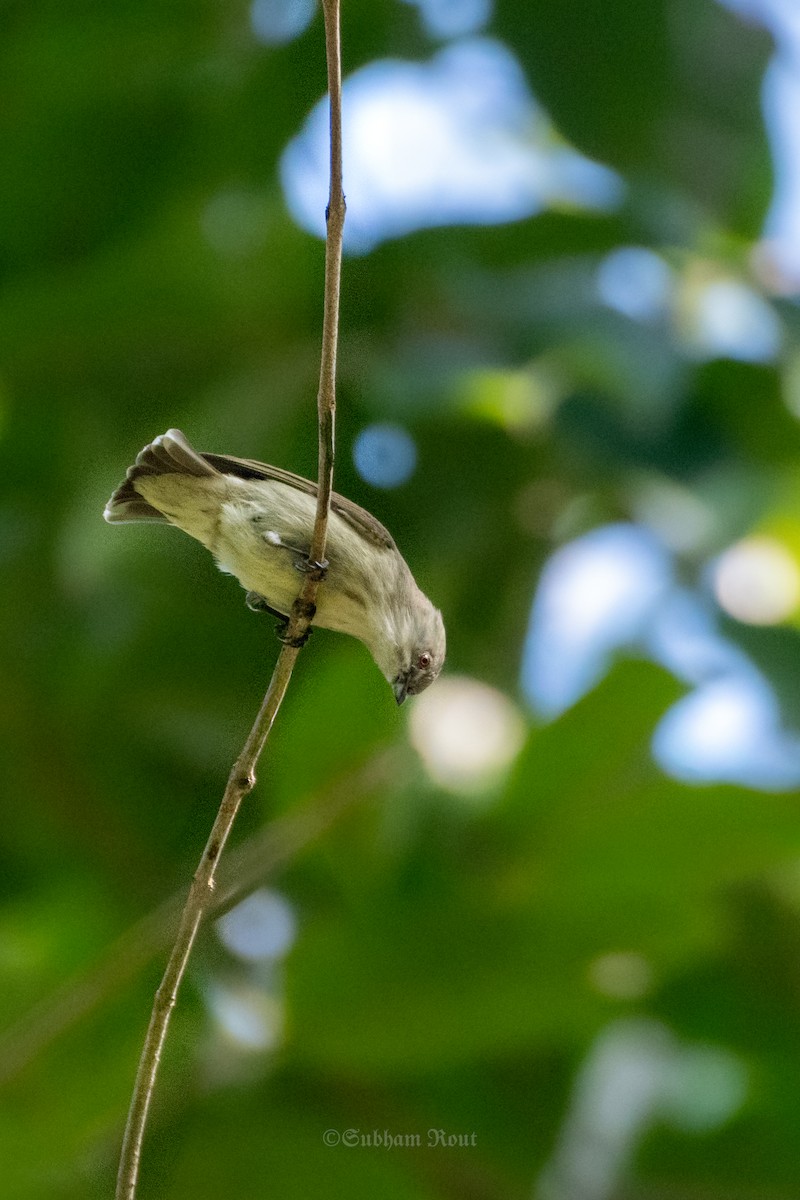 Thick-billed Flowerpecker - ML646513600