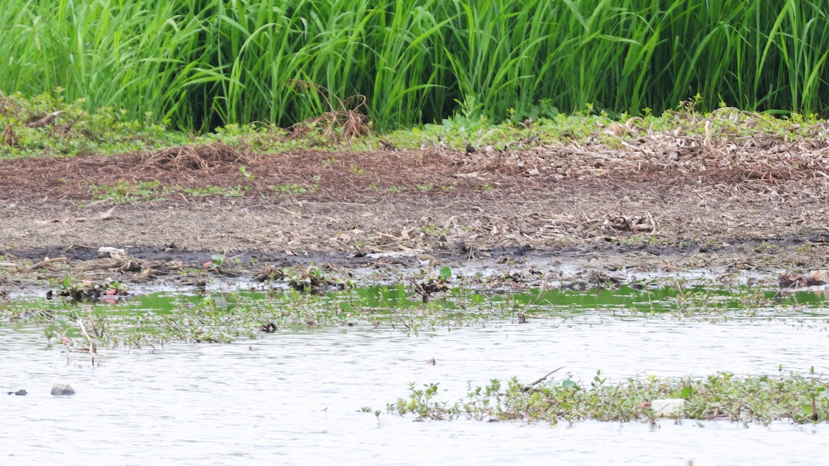 Хайргын хөгчүү - ML646513602