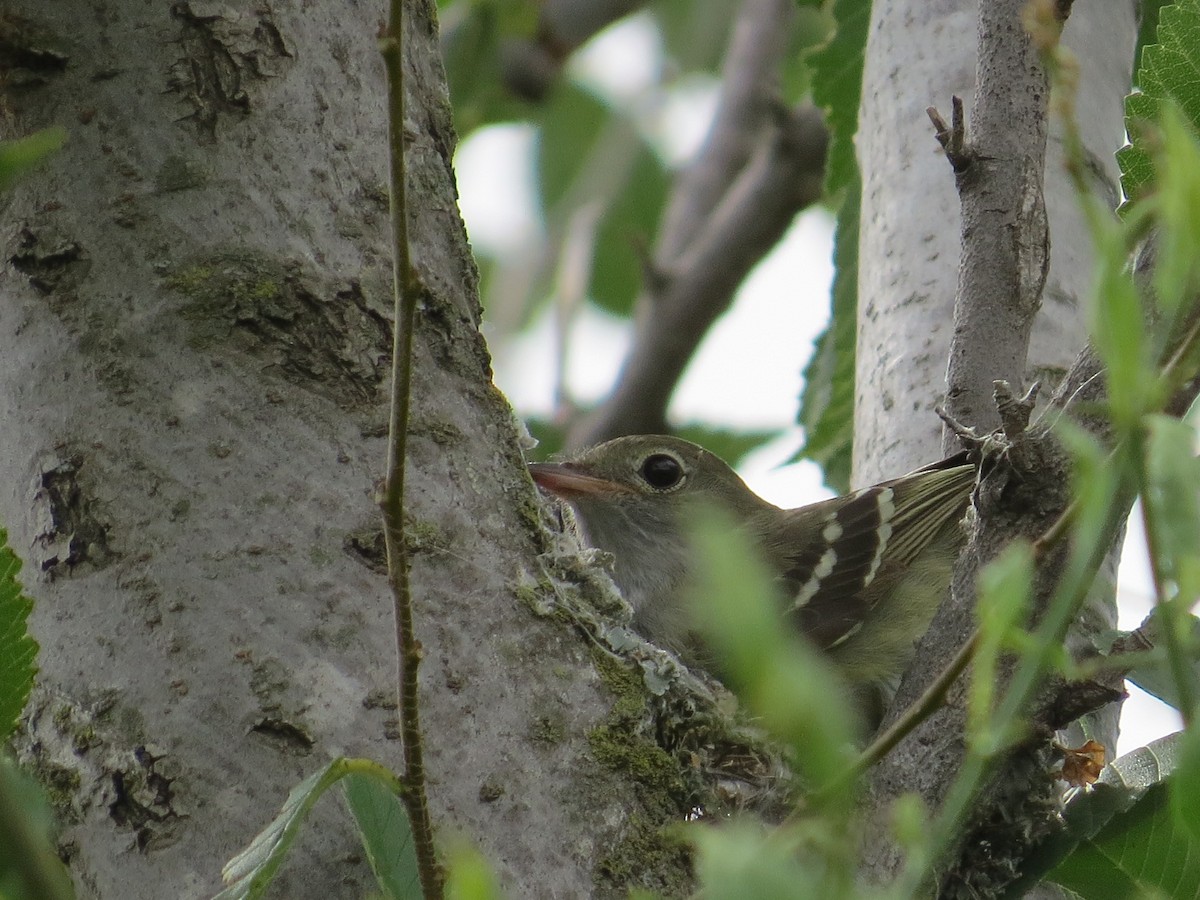 Еленія короткодзьоба - ML646513605
