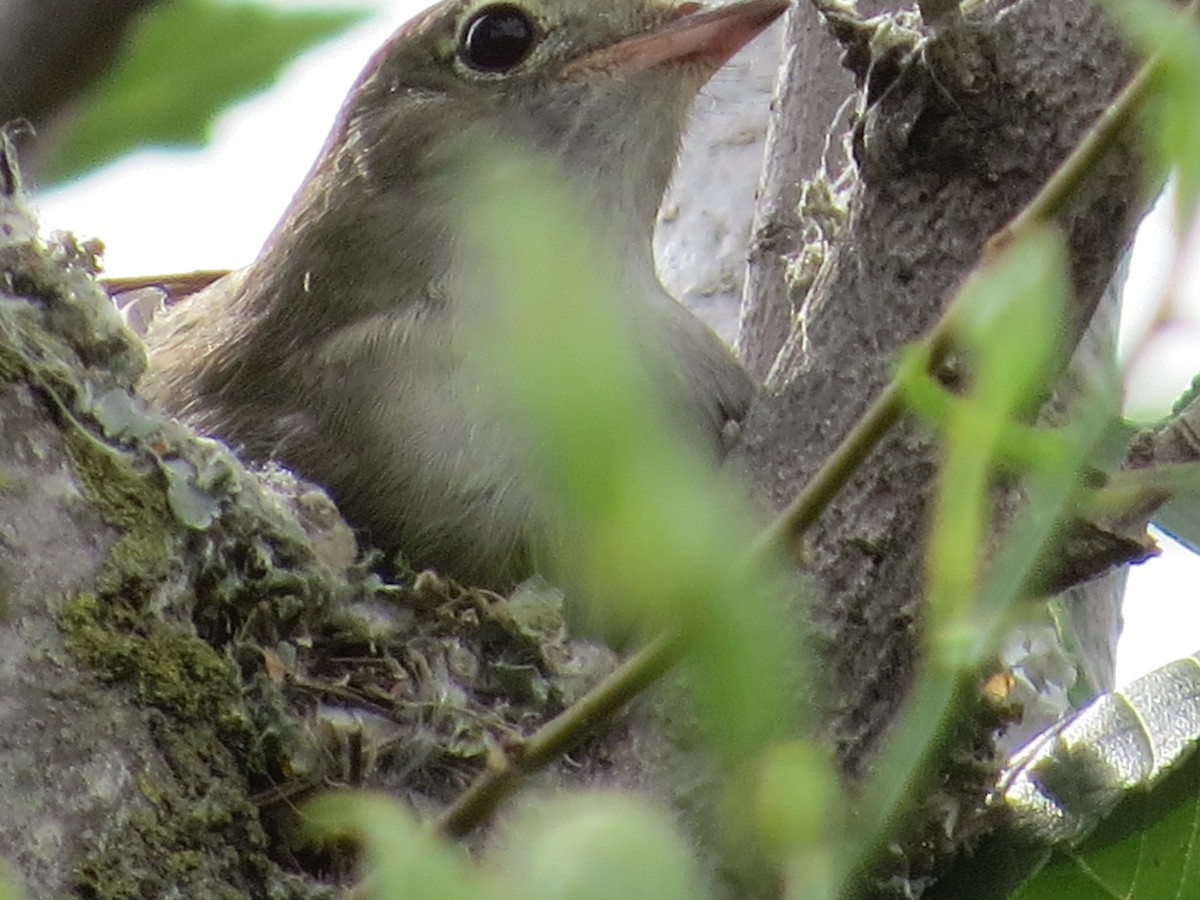 Еленія короткодзьоба - ML646513606