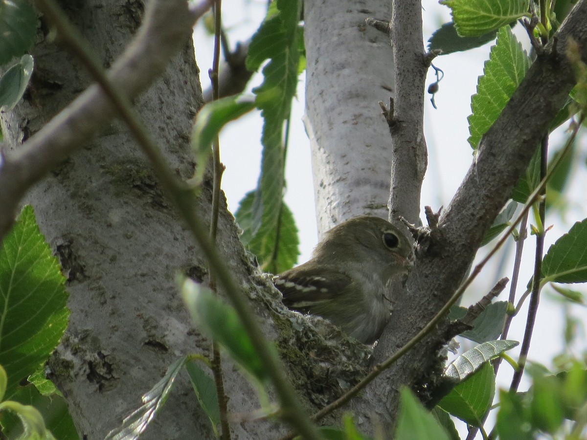 Еленія короткодзьоба - ML646513607