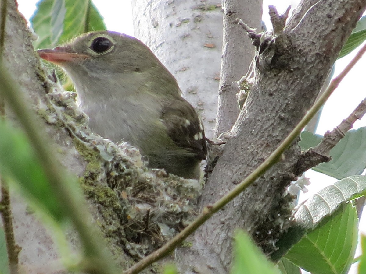 Еленія короткодзьоба - ML646513609