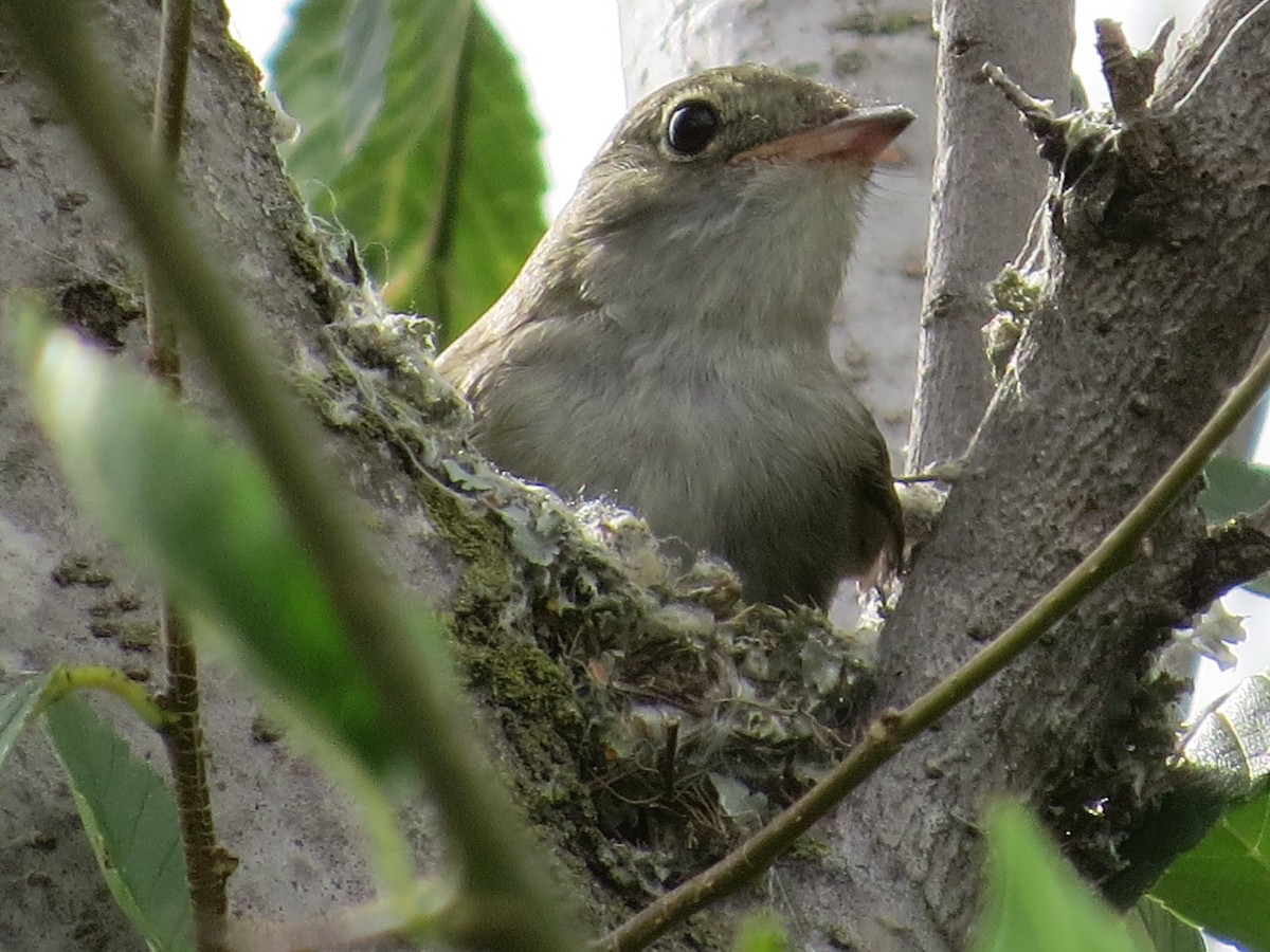 Еленія короткодзьоба - ML646513610