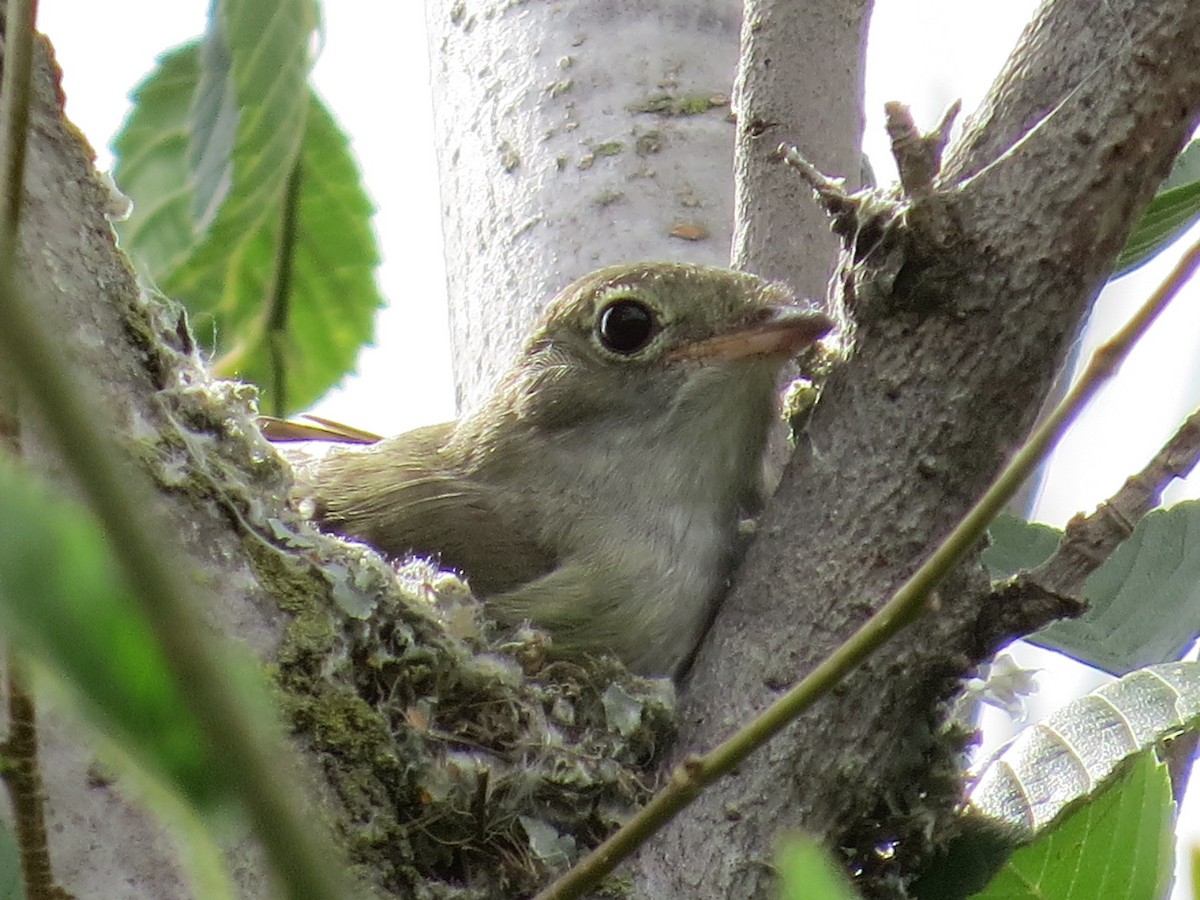 Еленія короткодзьоба - ML646513611