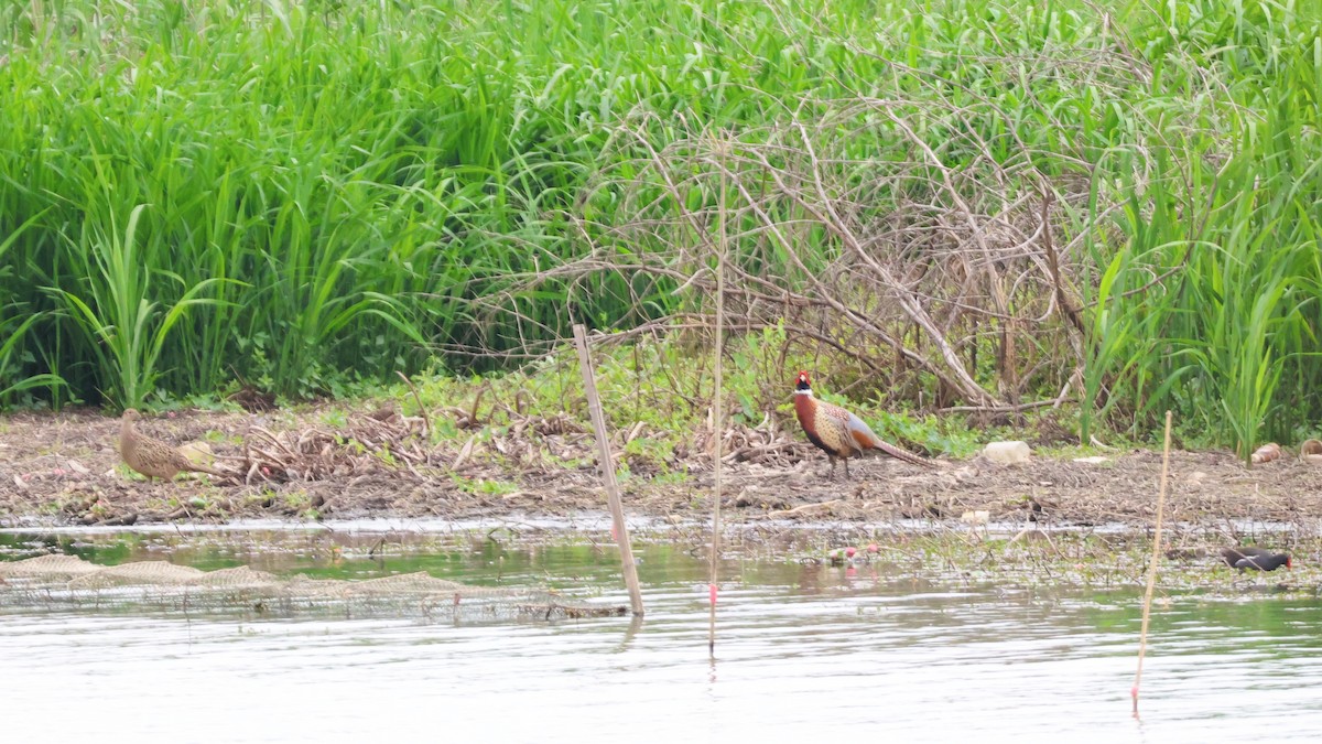 Зэрлэг гургуул - ML646513612