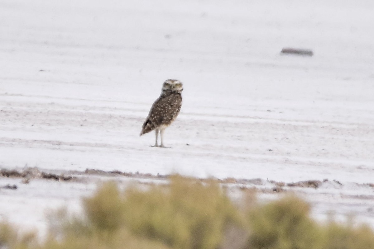 Burrowing Owl - ML646513613