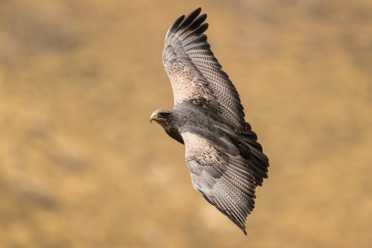 Andenbussard - ML646513615