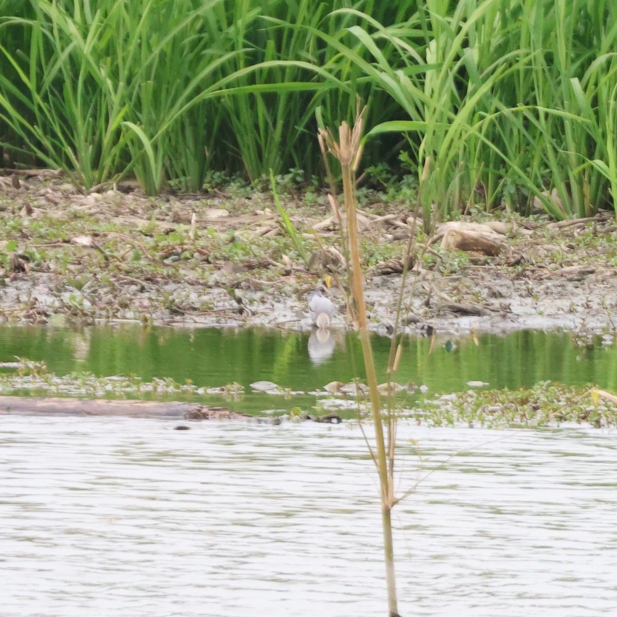 Улаан хошуут тодол - ML646513616