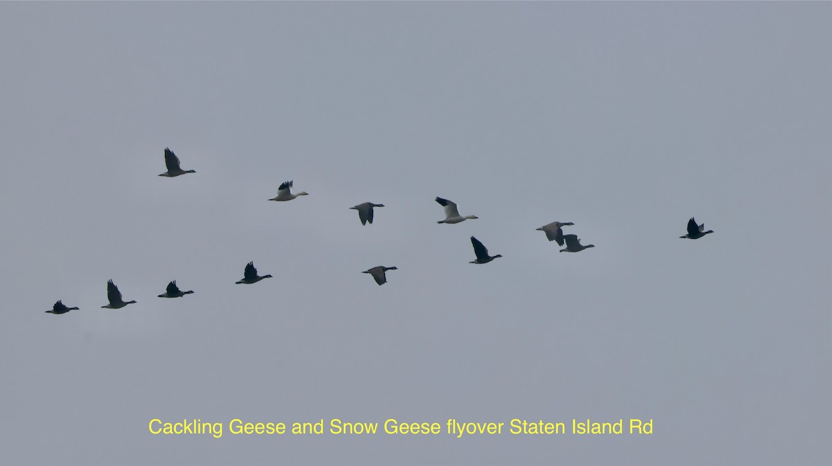 Snow Goose - ML646513618