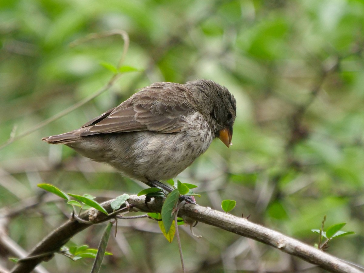 Pinzón de Darwin Fuliginoso - ML646513622
